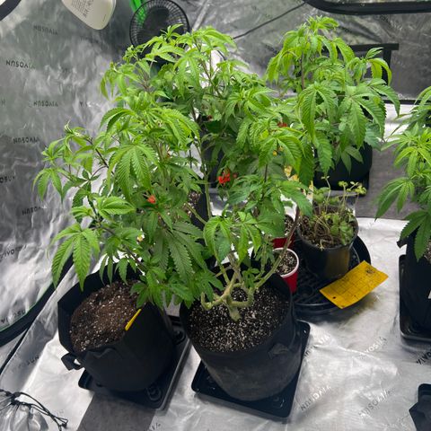 Space Apples growlog timeline photo