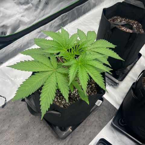 Runtz Muffin growlog timeline photo