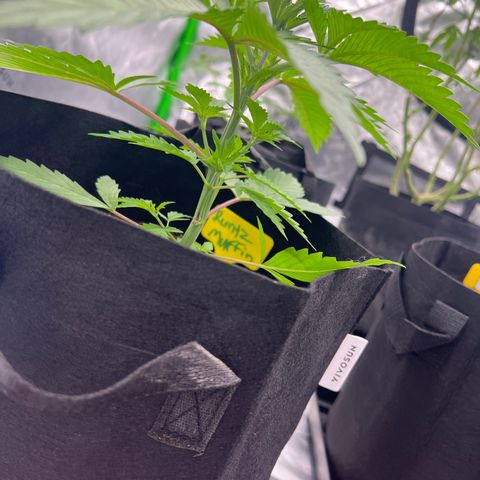Runtz Muffin growlog timeline photo