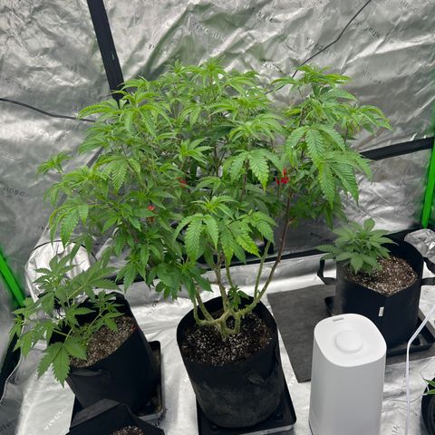 Space Apples growlog timeline photo