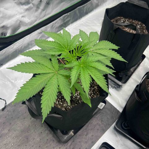 Runtz Muffin growlog timeline photo