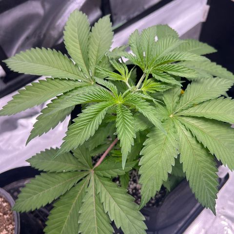 Runtz Muffin growlog timeline photo