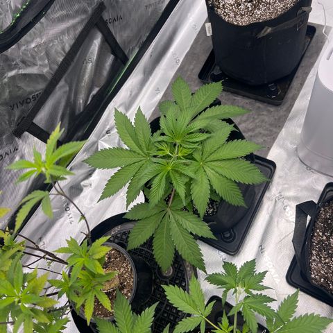 Runtz Muffin growlog timeline photo