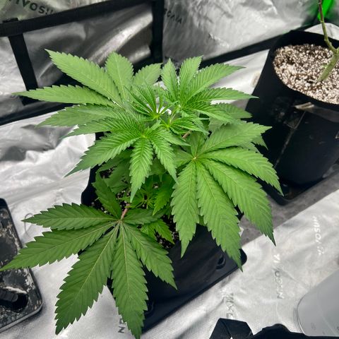 Runtz Muffin growlog timeline photo