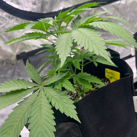 Runtz Muffin growlog timeline photo
