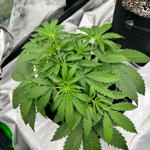 Runtz Muffin growlog timeline photo