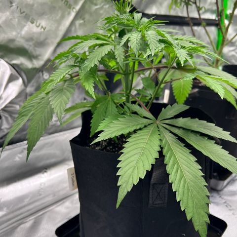 Runtz Muffin growlog timeline photo