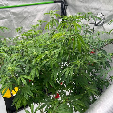 Space Apples growlog timeline photo