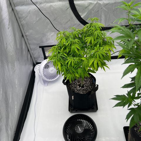 Purple P growlog timeline photo