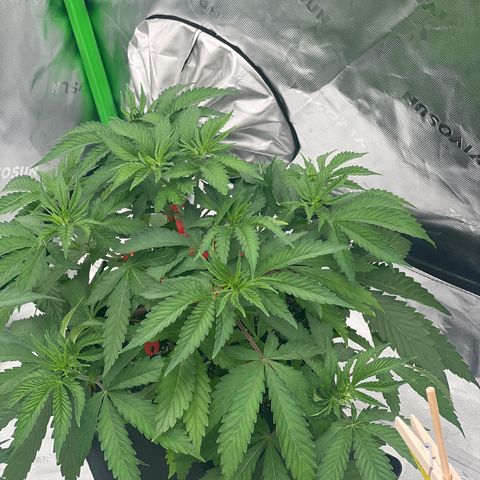 Runtz Muffin growlog timeline photo