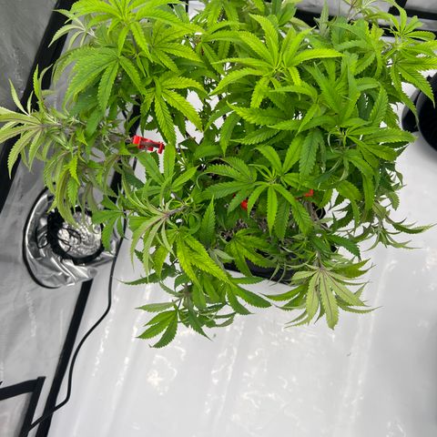 Purple P growlog timeline photo