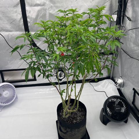 Space Apples growlog timeline photo