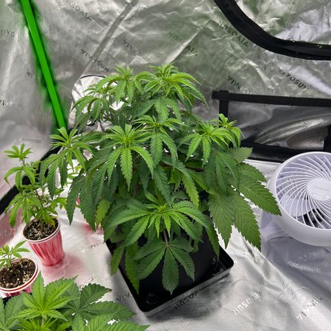 Runtz Muffin growlog timeline photo