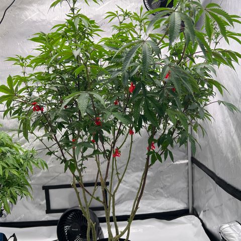 Space Apples growlog timeline photo