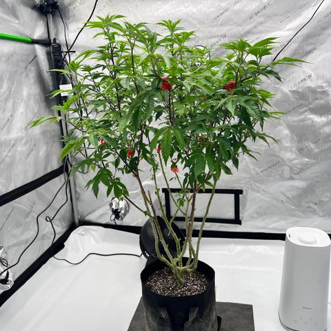 Space Apples growlog timeline photo