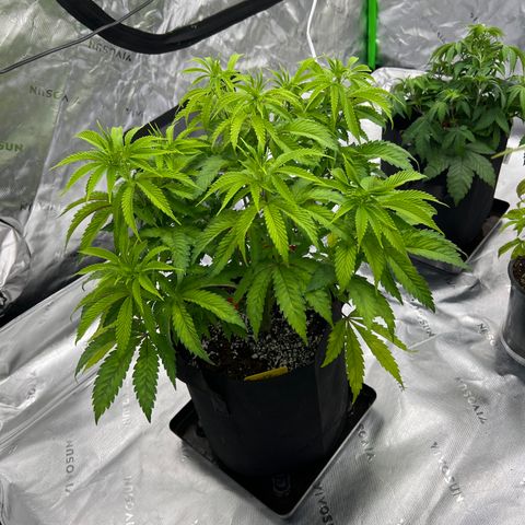 Runtz Muffin growlog timeline photo