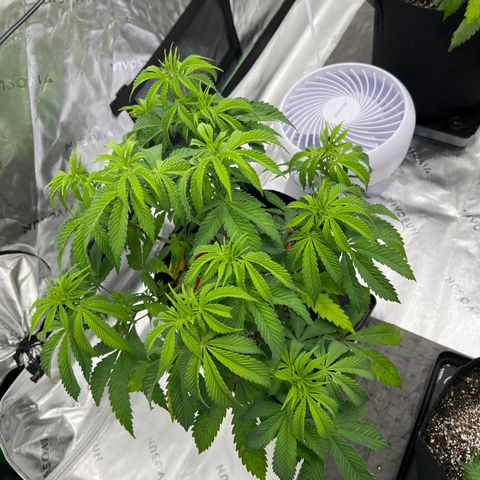 Runtz Muffin growlog timeline photo
