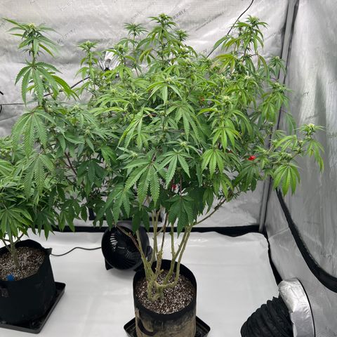 Space Apples growlog timeline photo