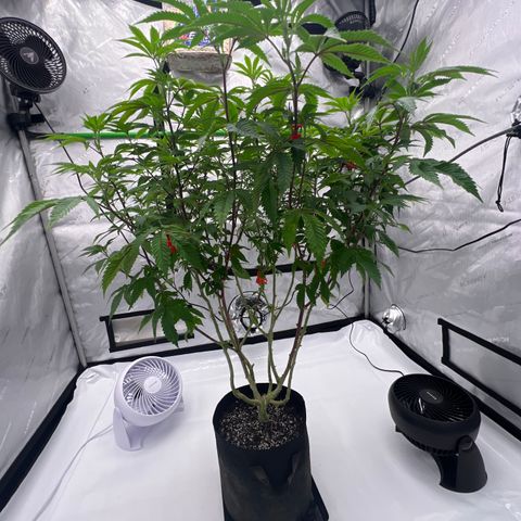 Space Apples growlog timeline photo