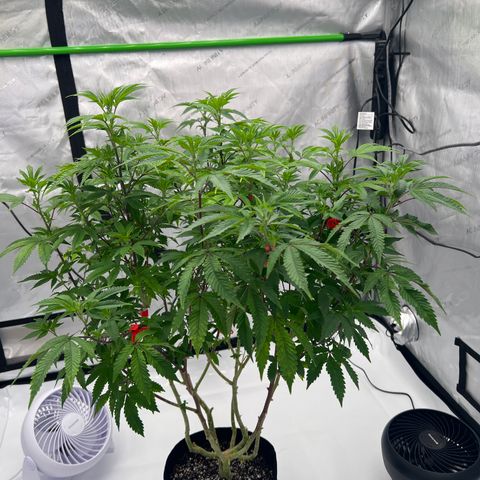 Space Apples growlog timeline photo