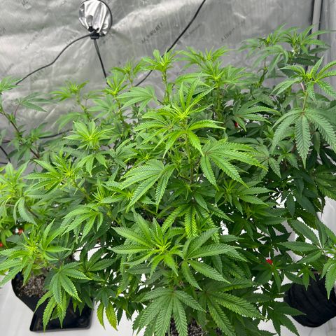 Space Apples growlog timeline photo
