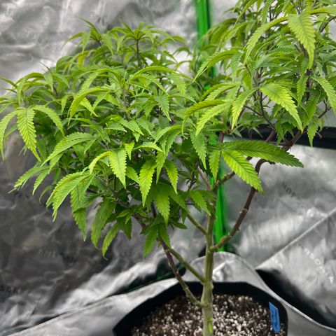 Purple P growlog timeline photo