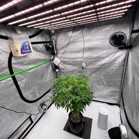 Space Apples growlog timeline photo