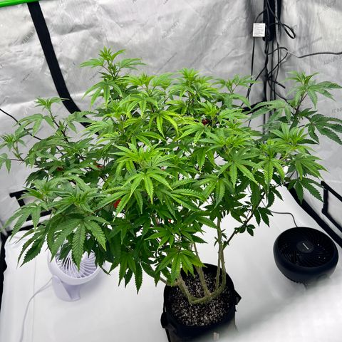 Space Apples growlog timeline photo