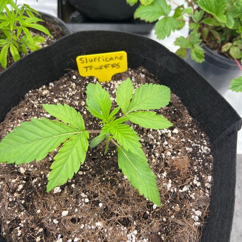 Slurricane Truffles growlog timeline photo