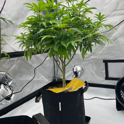Purple P growlog timeline photo