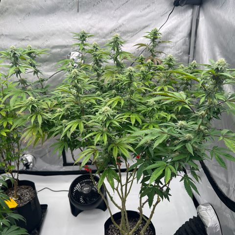 Space Apples growlog timeline photo