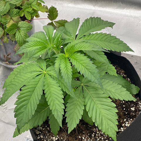 Slurricane Truffles growlog timeline photo