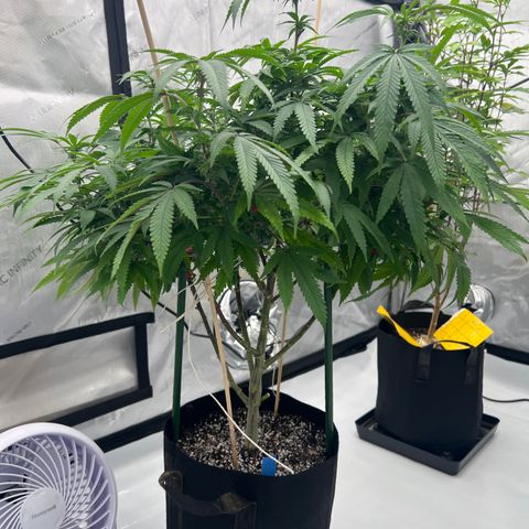 Purple P growlog timeline photo