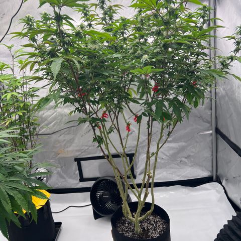 Space Apples growlog timeline photo