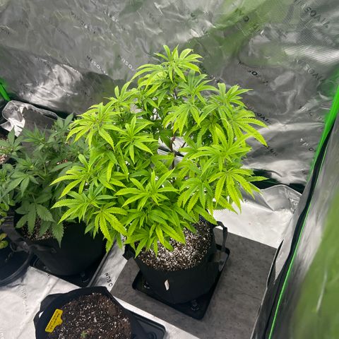 Purple P growlog timeline photo