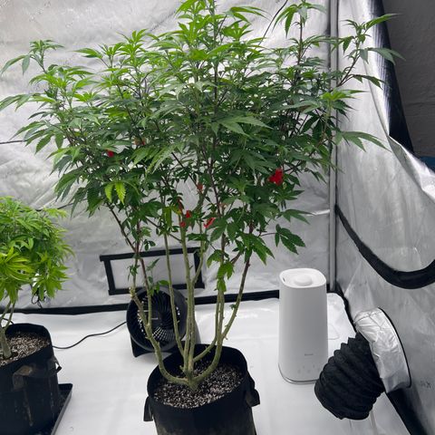 Space Apples growlog timeline photo