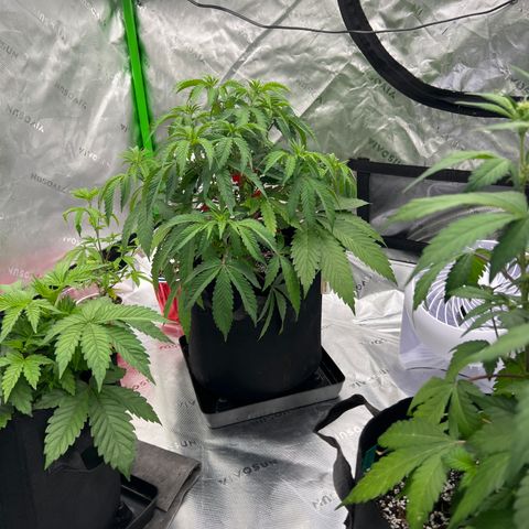 Runtz Muffin growlog timeline photo