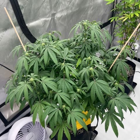 Purple P growlog timeline photo