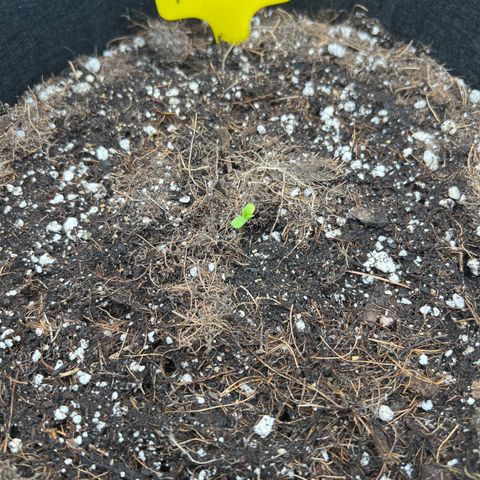 Slurricane Truffles growlog timeline photo