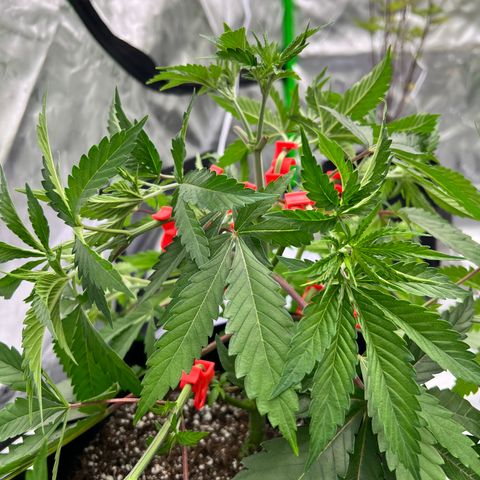 Runtz Muffin growlog timeline photo