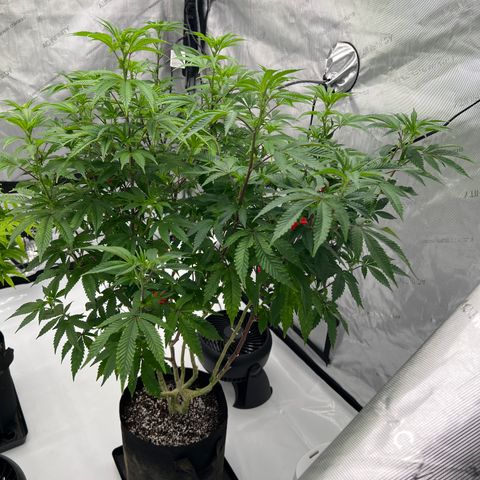 Space Apples growlog timeline photo