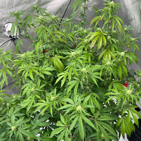 Space Apples growlog timeline photo