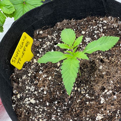 Slurricane Truffles growlog timeline photo