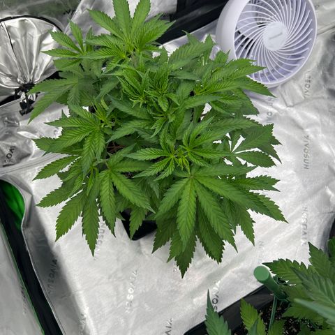 Runtz Muffin growlog timeline photo