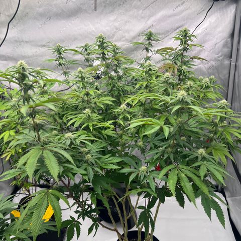 Space Apples growlog timeline photo