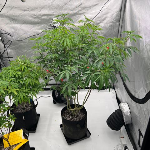 Space Apples growlog timeline photo