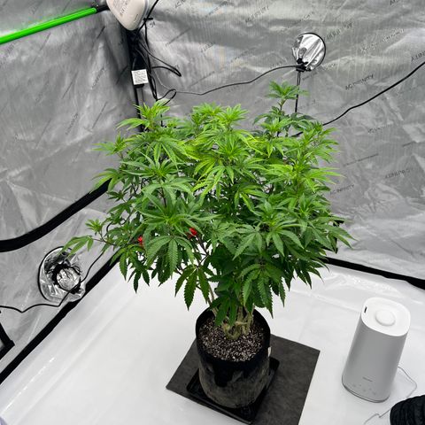 Space Apples growlog timeline photo