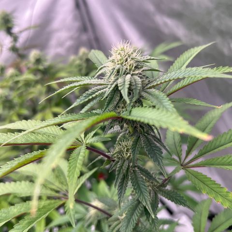 Space Apples growlog timeline photo