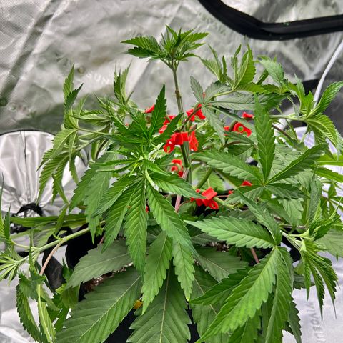 Runtz Muffin growlog timeline photo