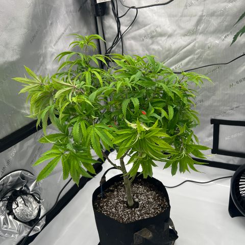 Purple P growlog timeline photo